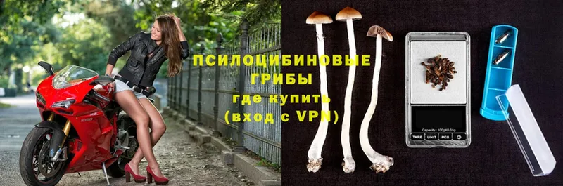 продажа наркотиков  Елец  Галлюциногенные грибы Magic Shrooms 